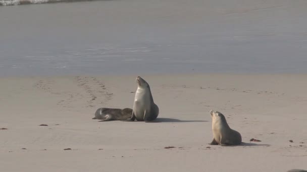 Sealions Aan Het Strand Kangaroo Island Australië — Stockvideo