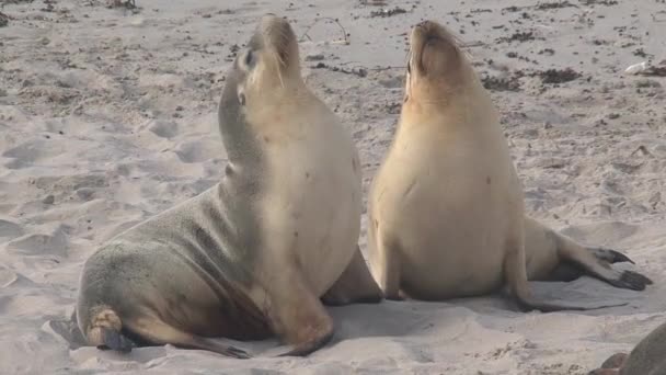 Sealions Aan Het Strand Kangaroo Island Australië — Stockvideo