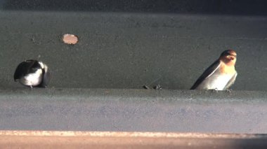 Avustralya 'nın taşrasındaki kuşları yut.