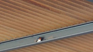 Avustralya 'nın taşrasındaki kuşları yut.