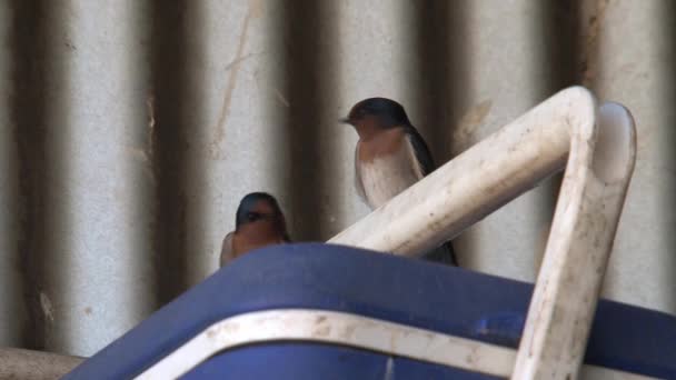 Svälj Fåglar Australiens Vildmark — Stockvideo