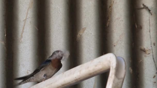 澳洲腹地的燕鸟 — 图库视频影像