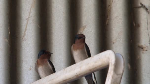 Ptaki Przełykające Pustkowiu Australii — Wideo stockowe