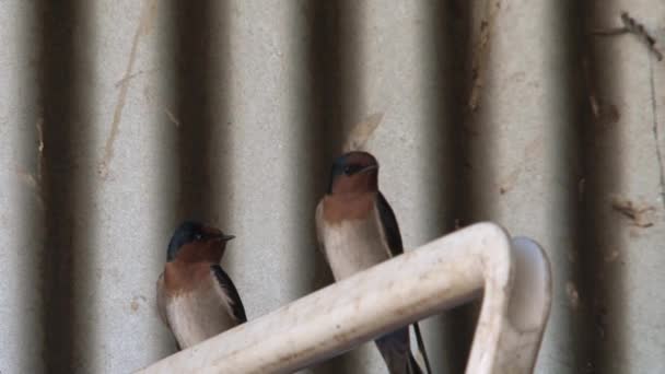 Swallow Birds Outback Australia — Stock Video