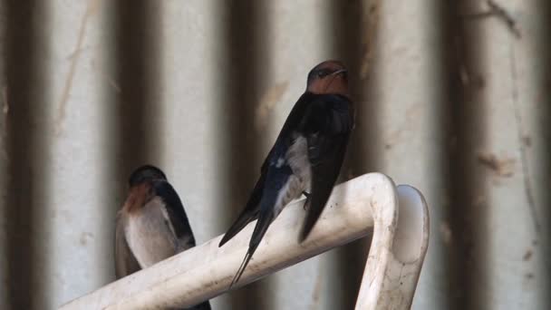 Swallow Birds Outback Australia — Stock Video