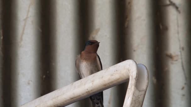 Avustralya Nın Taşrasındaki Kuşları Yut — Stok video