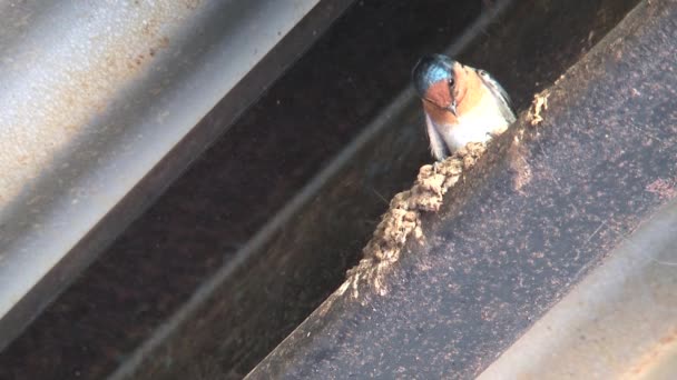 Swallow Birds Outback Australia — Stock Video