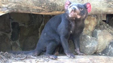 Tazmanya, Avustralya 'daki Tazmanya Canavarı