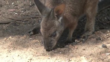 Kanguru Adası (Avustralya), siyah kuğular birlikte yürüyor