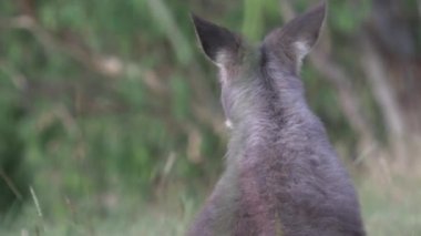 Kanguru Adası (Avustralya), siyah kuğular birlikte yürüyor