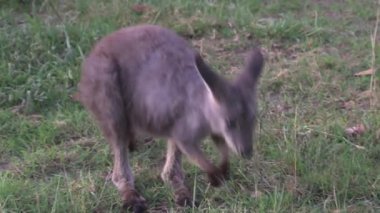 Avustralya 'da Kanguru / Wallaby