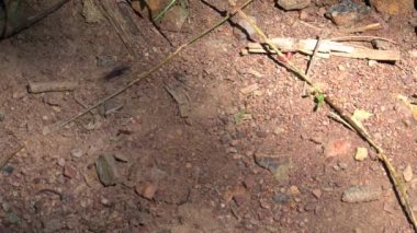 Avustralya 'nın taşrasındaki karıncalar