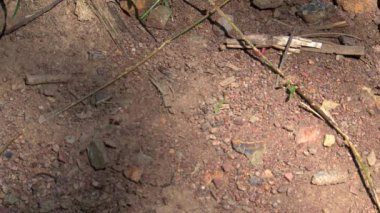 Avustralya 'nın taşrasındaki karıncalar