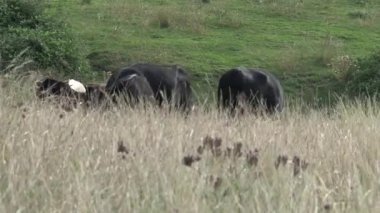 Avustralya 'nın taşrasındaki grup inekler.