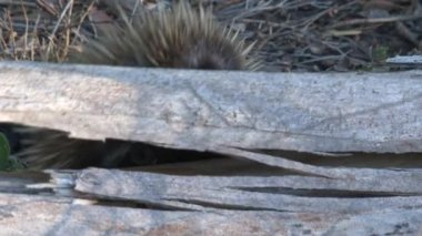 Echidna, Avustralya 'daki Kanguru Adası' nda yiyecek arıyor.