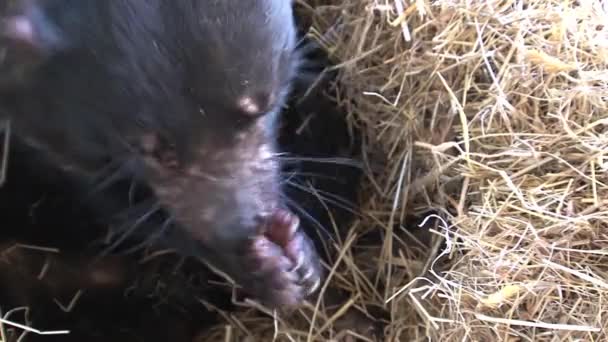 Tasmanian Devil Tasmania Ausztrália — Stock videók