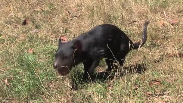 Tasmanian Devil Tasmania Australia — Stock Video