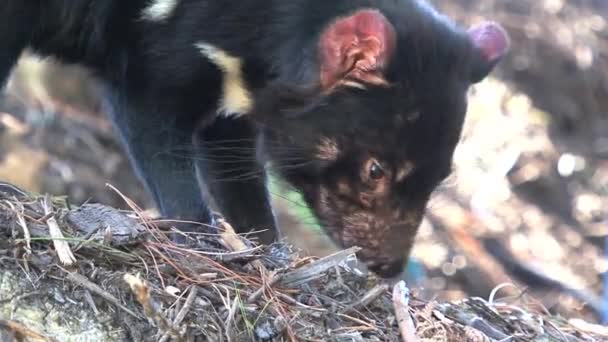 Diable de Tasmanie en Tasmanie, Australie