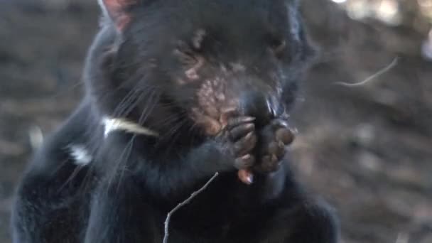 Tasmanian Devil Tasmania Ausztrália — Stock videók