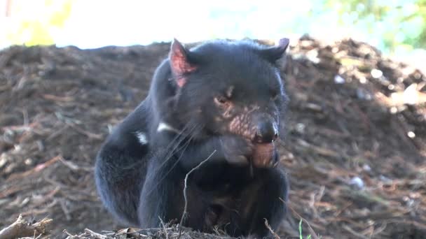 Tasmanian Devil Tasmania Ausztrália — Stock videók