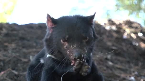 Tasmanian Devil Tasmania Ausztrália — Stock videók