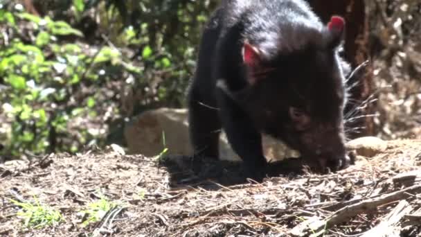 Tasmanischer Teufel Tasmanien Australien — Stockvideo