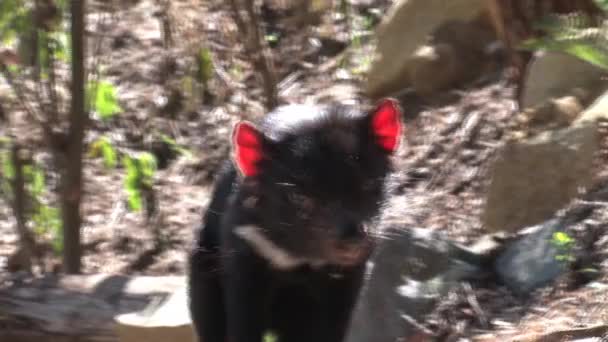 Tasmanian Devil Tasmania Ausztrália — Stock videók