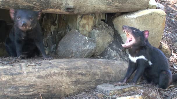 Tasmanian Devil Tasmania Ausztrália — Stock videók