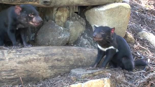 Tasmanian Devil Tasmania Ausztrália — Stock videók