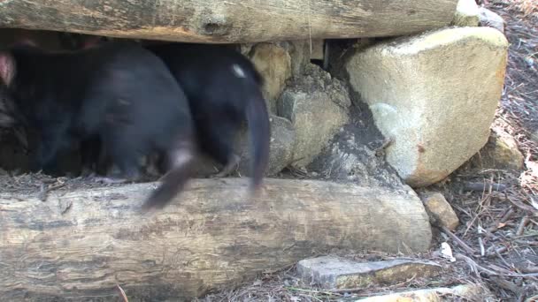 Tasmanska Djävulen Tasmanien Australien — Stockvideo