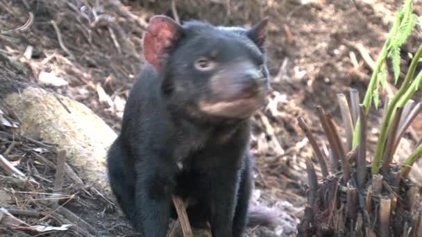 Tasmanian Devil Tasmania Ausztrália — Stock videók