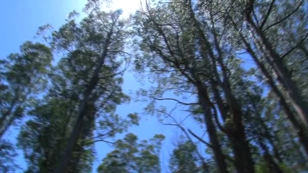 Tiro Árbol Aire Rond Rangos Dandenong Australia — Vídeos de Stock