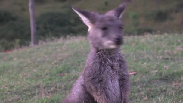 Canguro Wallaby Australia — Vídeos de Stock