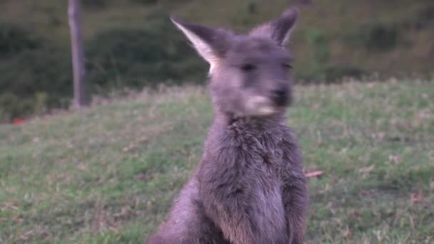 Kangaroo Wallaby Στην Αυστραλία — Αρχείο Βίντεο