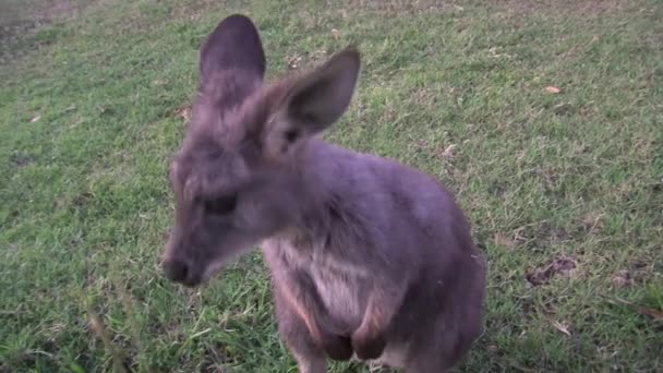 Kangaroo Wallaby Australien — Stockvideo