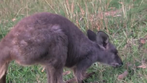 Kangaroo Wallaby Στην Αυστραλία — Αρχείο Βίντεο