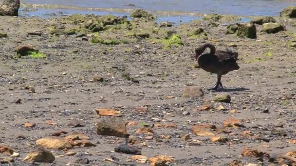 Kanguru Adası Avustralya Siyah Kuğular Birlikte Yürüyor — Stok video