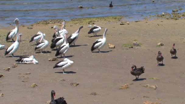 Kangaroo Island Australia Black Swans Walking Together — Stock Video