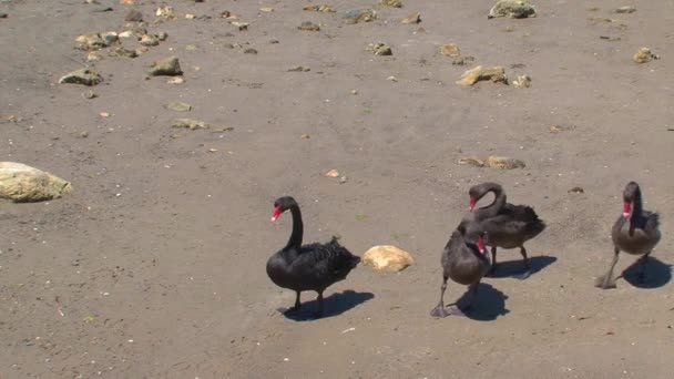 Kangaroo Island Australien Svarta Svanar Går Tillsammans — Stockvideo