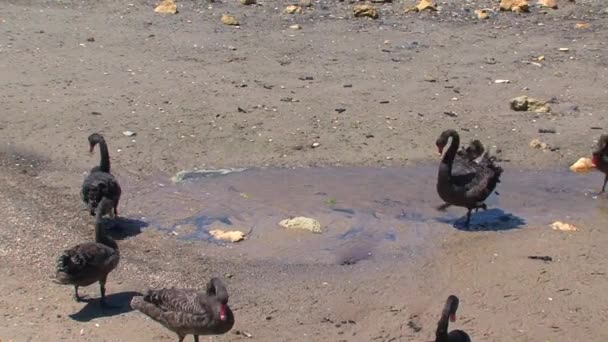 Kangaroo Island Australië Zwarte Zwanen Die Samen Wandelen — Stockvideo