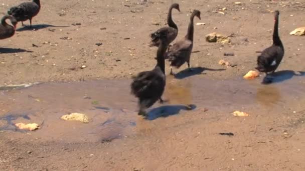 Isla Canguro Australia Cisnes Negros Caminando Juntos — Vídeos de Stock