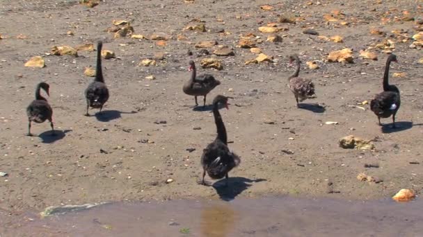 Isla Canguro Australia Cisnes Negros Caminando Juntos — Vídeos de Stock