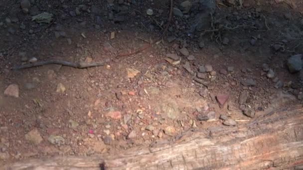 Ameisen Australischen Outback — Stockvideo