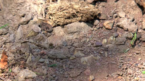 Avustralya Nın Taşrasındaki Karıncalar — Stok video