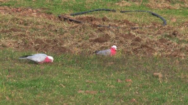 Little Red Bird Kangaroo Island Australia — Stock Video