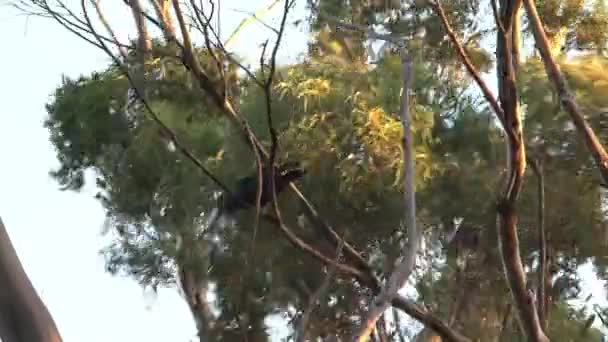 Cacatoès à queue rouge, île de Kangourou, Australie