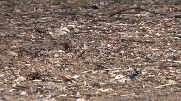 Маленький Синій Птах Острові Кенгуру Австралія — стокове відео