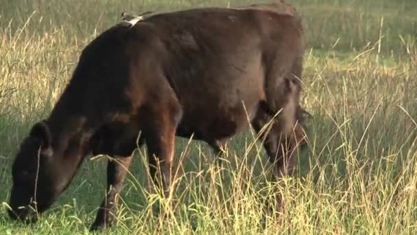 Vaca Con Pajarito Interior Australia — Vídeo de stock