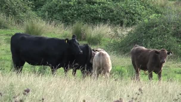 Vaches de groupe dans l'Outback de l'Australie