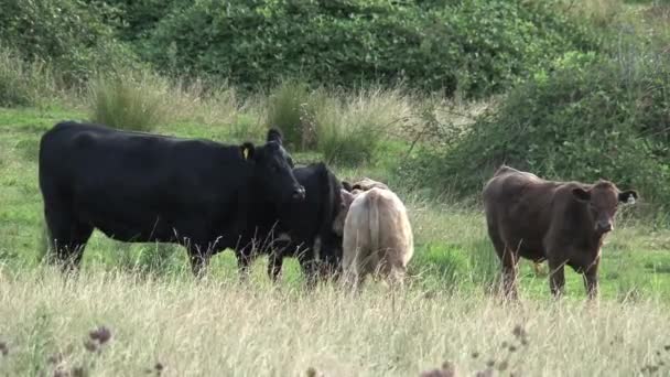 Vacas Grupo Outback Austrália — Vídeo de Stock